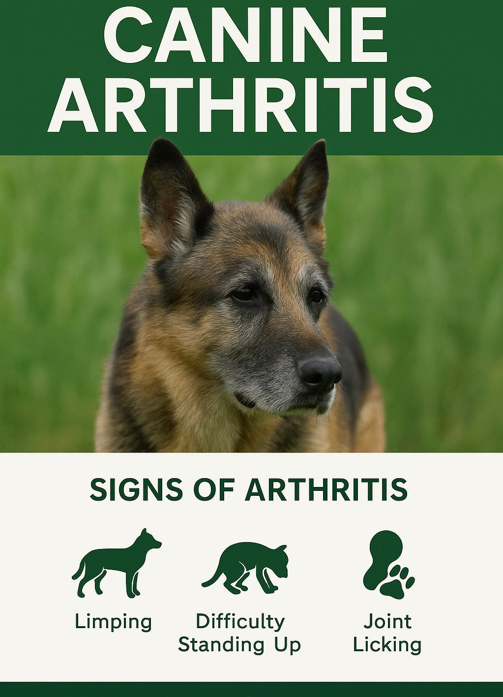 Canine Arthritis: Causes, Symptoms, and the Best Treatments for Your Dog’s Joint Health