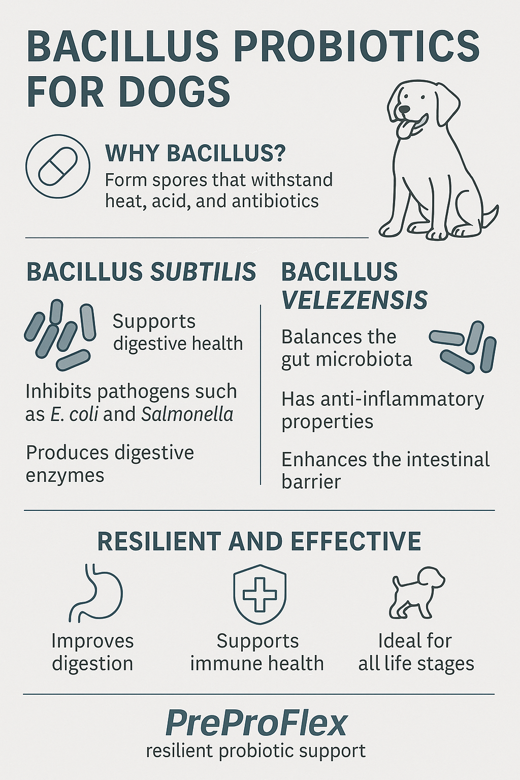 Resilient Probiotics for Resilient Dogs: Why Bacillus Strains in PreProFlex Deliver Long-Lasting Gut Health