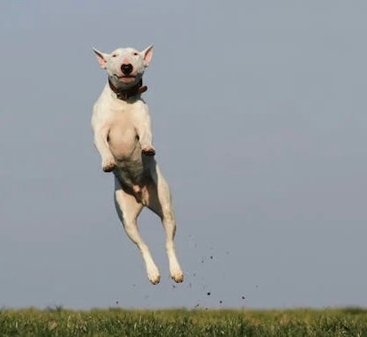 Glucosamine and Chondroitin: Mixed Reviews and the Need for a Comprehensive Dog Joint Supplement