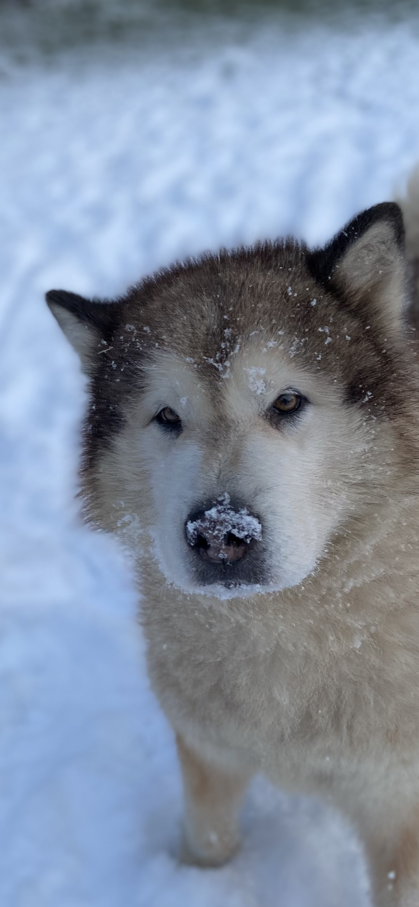 Pain Management and Prevention in Dogs: Ensuring a Happy, Active Life for Your Pet