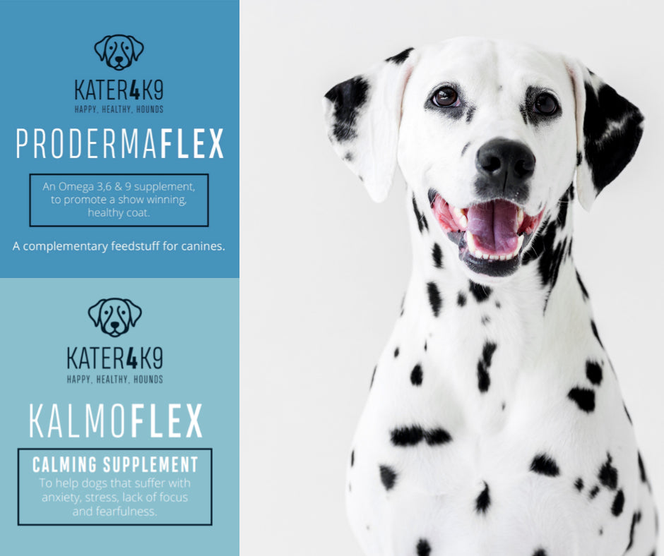 Brain Support Bundle