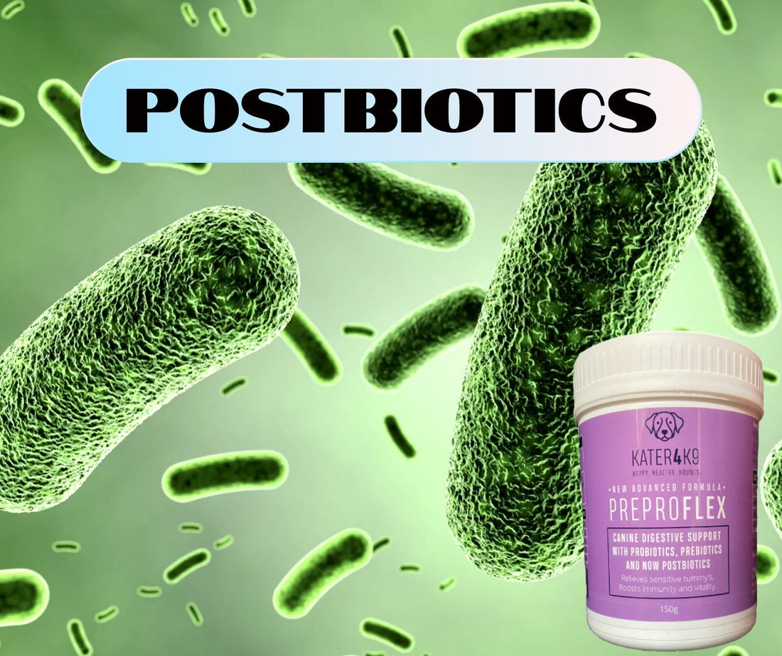 The benefits of postbiotics for dogs.