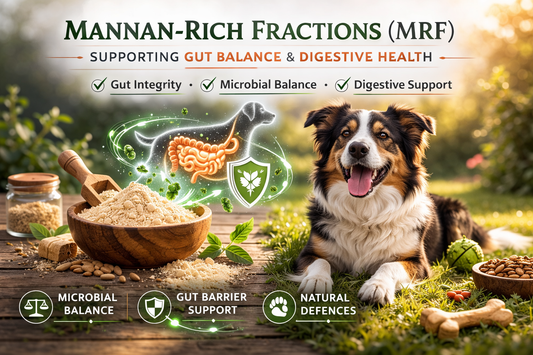 Supporting Gut Integrity and Microbial Balance