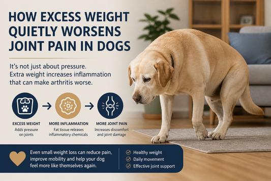 Why canine obesity does more than add pressure to the joints