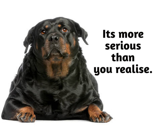 Obesity in dogs - it’s worse than you thought!!