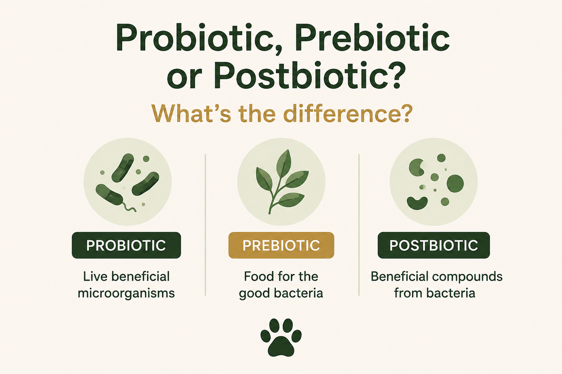 Probiotic, Prebiotic or Postbiotic? Don’t Let the Buzzwords Fool You.