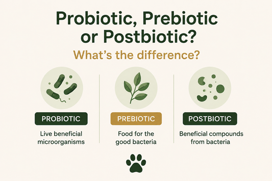 Probiotic, Prebiotic or Postbiotic? Don’t Let the Buzzwords Fool You.